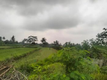 Dijual Tanah Sawah Di Jalan Magelang Km 10 Belakang Polres Sleman
