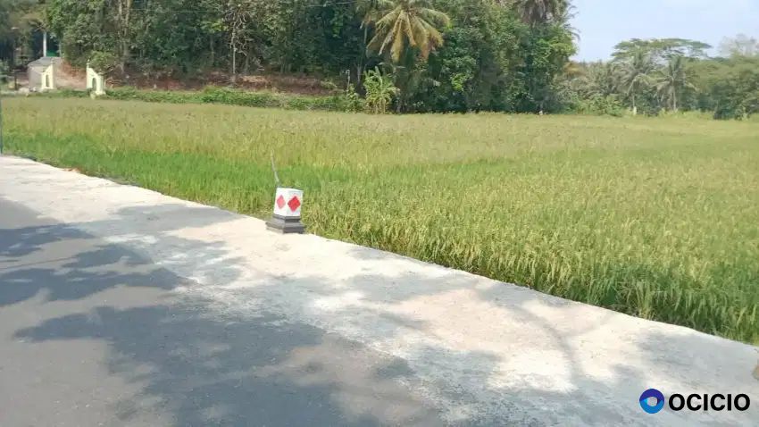 Dijual Tanah Sawah Murah Di Margodadi Sayegan