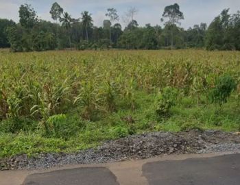 tanah 12 ha di jalan poros branti gedong tataan