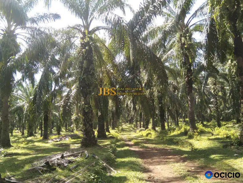 Dijual Tanah Kosong di Desa Lau Mulgap Kec. Selesai Kab. Langkat