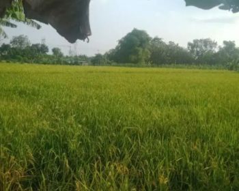 Tanah landean balong banggang gersik