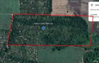 Kebun sawit 10 hektar di bunga mayang lampung utara