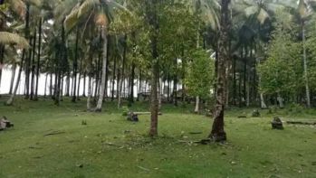 Tanah pantai di tanjung setia krui pesisir barat