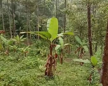 Tanah kebun cengkeh 2,2 hektar di suak sidomulyo