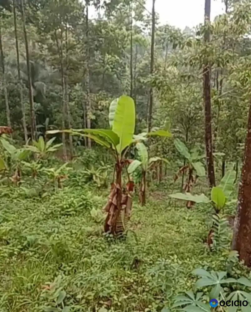 Tanah kebun cengkeh 2,2 hektar di suak sidomulyo