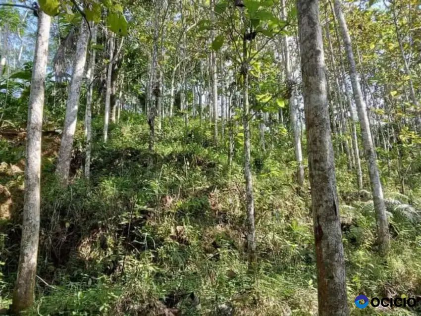 Tanah kebun jabon 10 hektare di pugung tanggamus