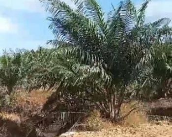Sale Tanah: Kebun sawit