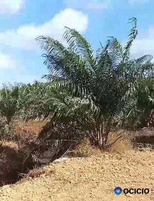 Sale Tanah: Kebun sawit