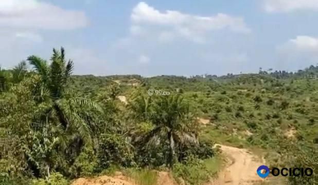 Sale Tanah: Kebun sawit