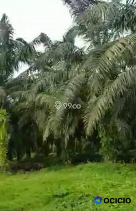 Kebun sawit dijual Aceh Timur 7000 hektar