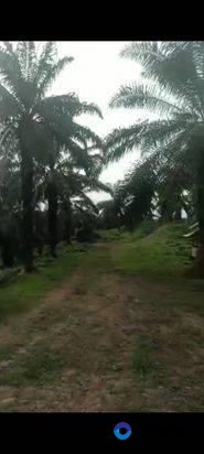 Kebun sawit dijual 1000h.45jt/h. perbatasan Aceh timur