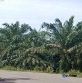 Kebun sawit dijual di tamiang