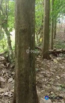 Sale Tanah: Kebun jati di jual