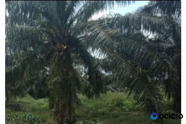 Sale Tanah: kebun sawit dijual