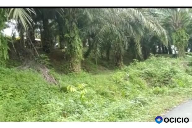 Sale Tanah: kebun sawit dijual