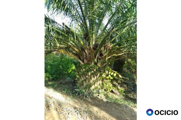 Sale Tanah: kebun sawit dijual