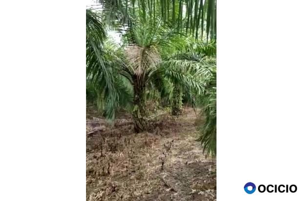 kebun sawit dijual aceh