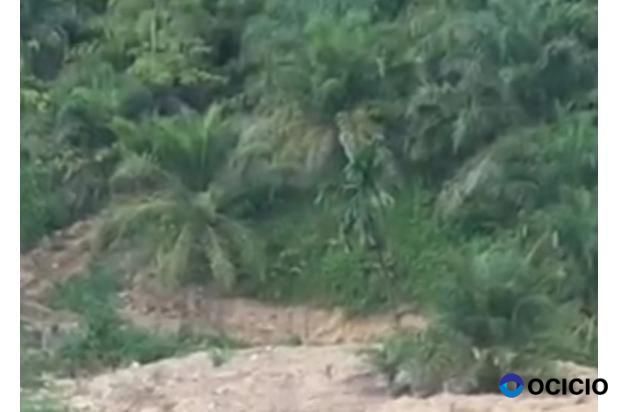 Sale Tanah: kebun sawit dijual