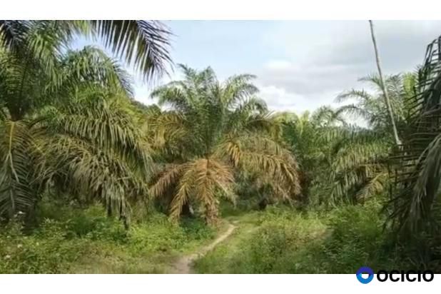 Sale Tanah: kebun sawit dijual