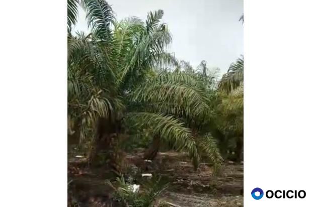 Sale Tanah: kebun sawit dijual