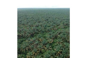 Sale Tanah: kebun sawit dijual