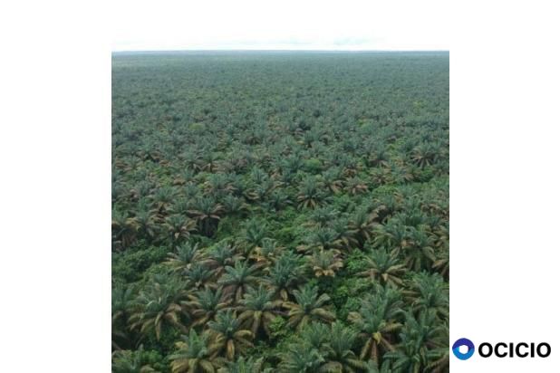 Sale Tanah: kebun sawit dijual