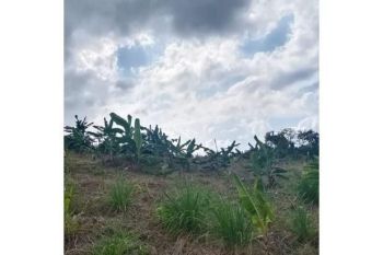 tanah di jual di Blang bintang dekat kebun kurma