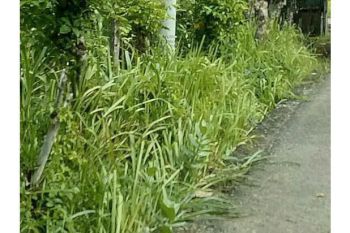 Sale Tanah: tanah di jual batoh