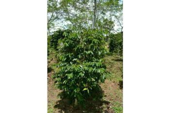 kebun kopi arabica gayo dijual