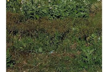 tanah dijual ili, ulka