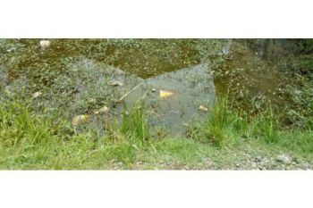 tanah luas dijual d blang krung