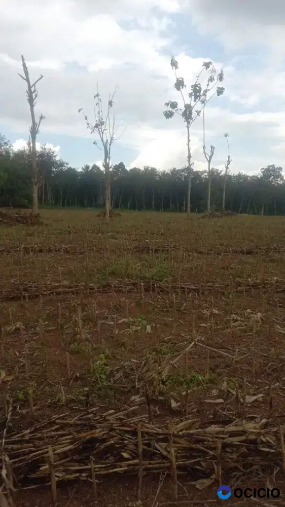 Tanah 10 hektar di tanjung bintang