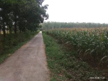 Tanah 6 hektar cocok untuk peternakan