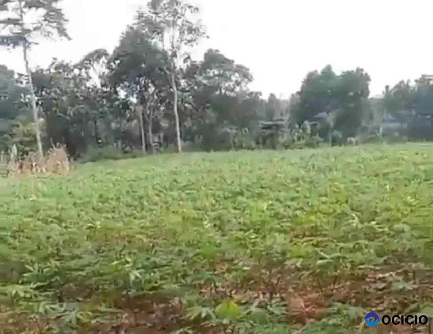 Tanah kebun di rulung sari natar