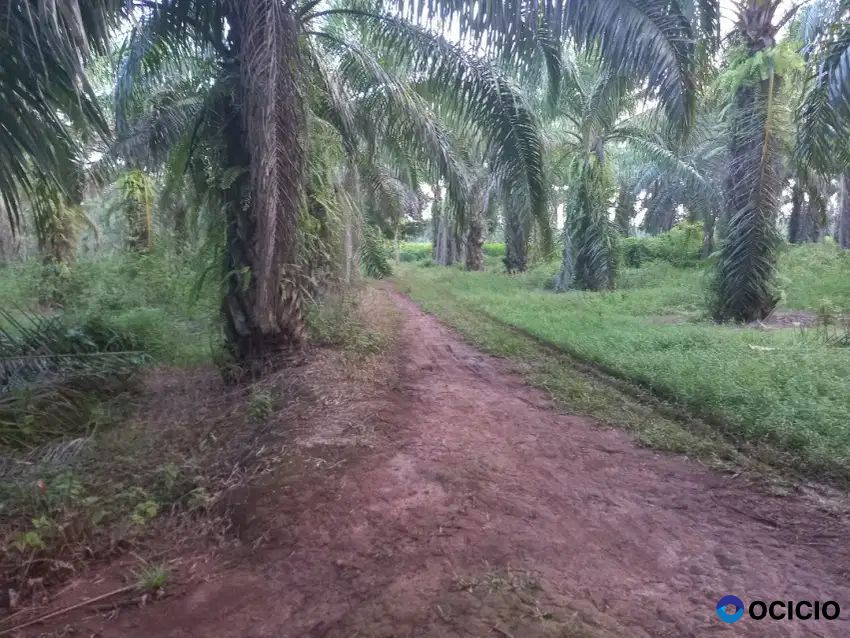 Tanah 30 hektar di bumi ratu nuban lampung tengah