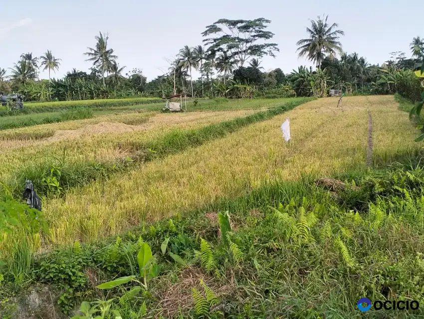 Dijual Tanah Sawah Murah Meriah Di Belakng polres Sleman