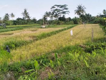 Dijual Tanah Sawah Murah Meriah Di Belakng polres Sleman