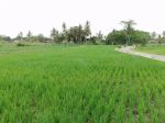 thumbnail-tanah-sawah-murah-di-bligo-ngluwar-2