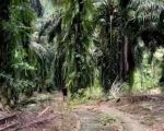 thumbnail-dijual-kebun-kelapa-sawit-92304-m2-di-talun-kenas-deli-serdang-3