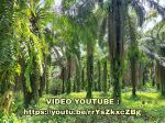 thumbnail-dijual-kebun-kelapa-sawit-92304-m2-di-talun-kenas-deli-serdang-2