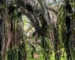 thumbnail-dijual-kebun-kelapa-sawit-92304-m2-di-talun-kenas-deli-serdang-1
