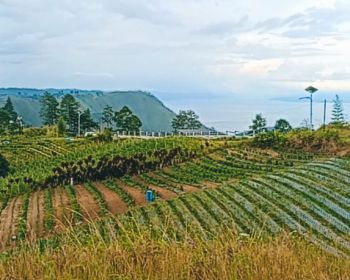 JUAL TANAH VIEW DANAU TOBA DAN BUKIT SIPISOPISO DIPINGGIR JALAN ASPAL