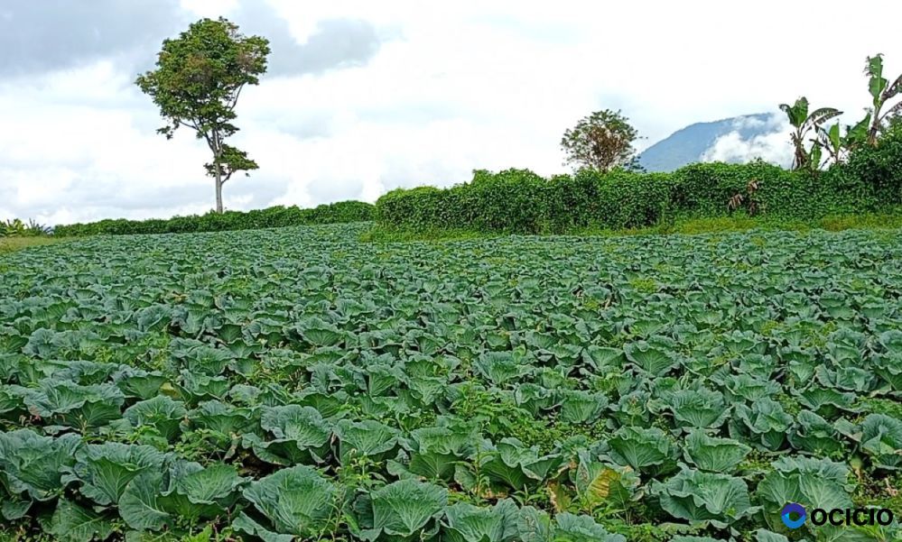 JUAL TANAH PERLADANGAN JLN BARUS JAHE KEC. TANJUNG BARUS KAB. KARO