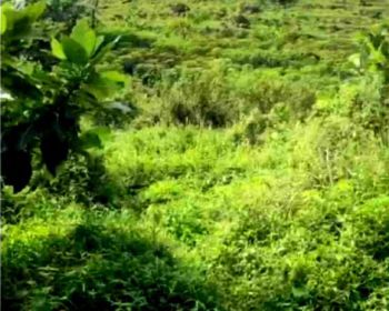 Dijual Tanah di Desa Tangkil, Kecamatan Citeureup, Kabupaten Bogor, Sentul