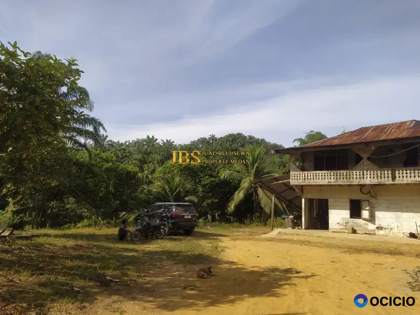 Dijual Kebun Sawit Desa Bukit Mas Kec. Besitang - Langkat