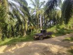 thumbnail-dijual-kebun-sawit-desa-bukit-mas-kec-besitang-langkat-1