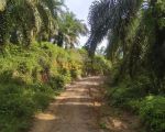 thumbnail-dijual-kebun-sawit-desa-bukit-mas-kec-besitang-langkat-3