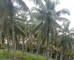 thumbnail-dijual-kebun-kelapa-dan-sawit-di-lampung-selatan-1