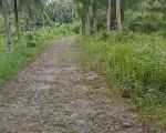 thumbnail-dijual-kebun-kelapa-dan-sawit-di-lampung-selatan-2