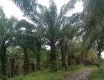 thumbnail-dijual-kebun-kelapa-dan-sawit-di-lampung-selatan-0